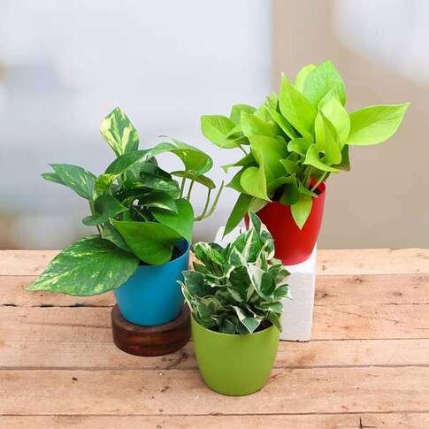 Money Plant, Scindapsus ( Pack Of 3) - Combo Plant
